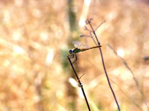 Réf. 50 003 : Sympetrum fonscolombii