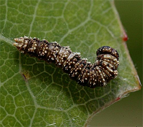 Réf. 50 737 : Limenitis populi
