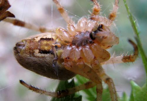 Araneus diadematus
