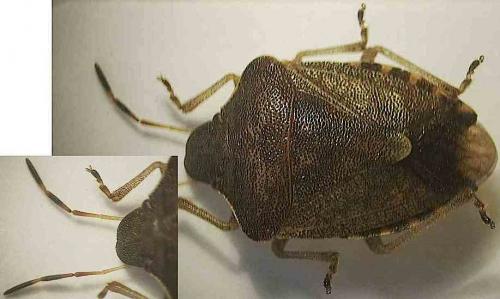 Peribalus strictus vernalis