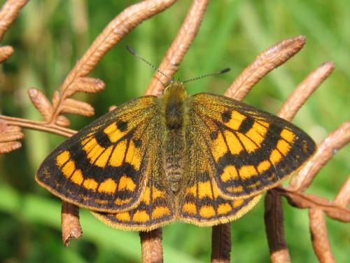 Réf. 50 041 : Lycaena rauparaha
