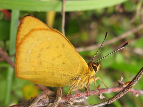 Lycaena rauparaha