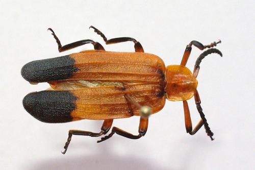 Réf. 50 952 : Lycus sp.