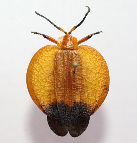 Réf. 50 951 : Lycus sp.