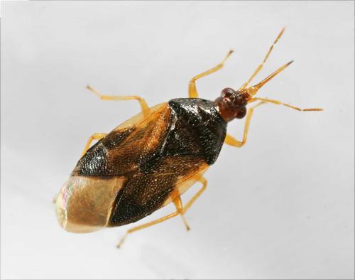 Orius sp.