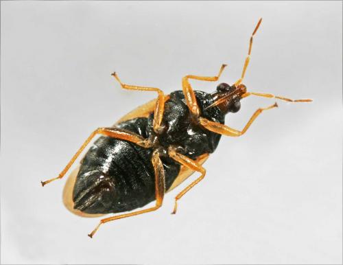 Orius sp.