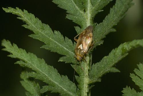 Réf. 50 264 : Lygus sp.