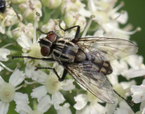Réf. 50 894 : Macronychia sp.
