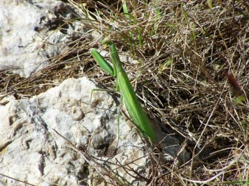 Mantis religiosa