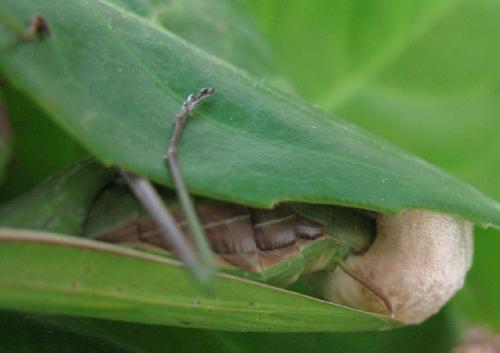 Mantis religiosa
