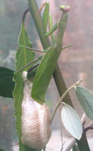 Réf. 50 595 : Mantis religiosa