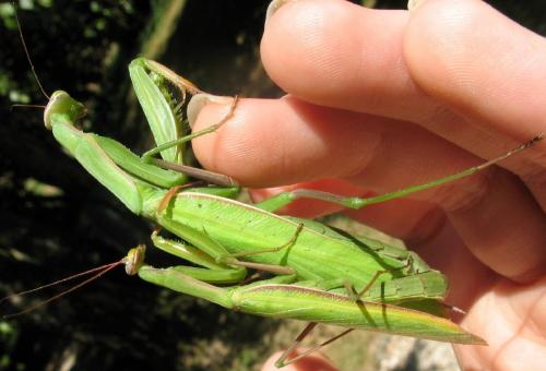 Mantis religiosa