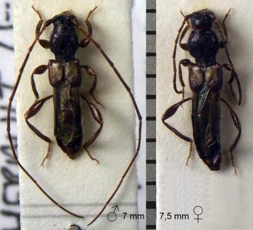 Glaphyra marmottani