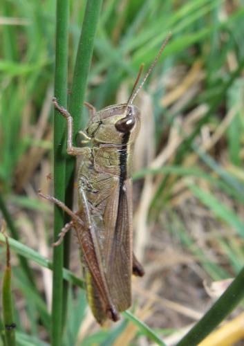 Réf. 50 627 : Mecostethus parapleurus parapleurus
