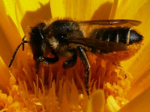 Megachile centuncularis