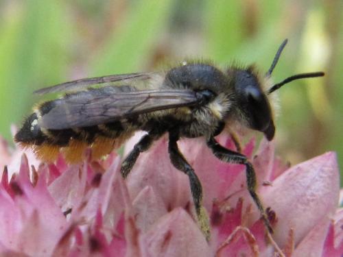 Réf. 50 044 : Megachile centuncularis