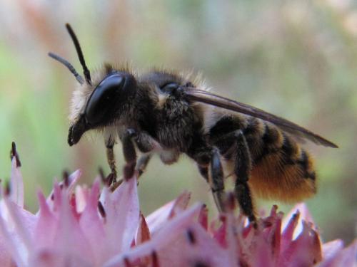 Réf. 50 045 : Megachile centuncularis