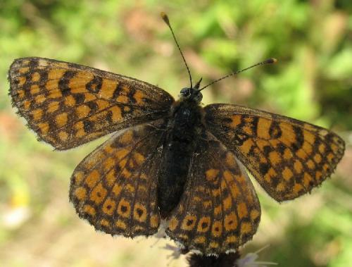 Melitaea cinxia