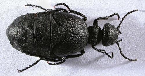 Réf. 50 889 : Meloe mediterraneus
