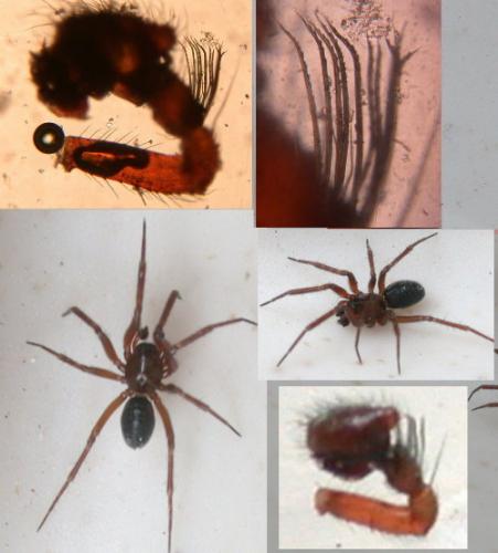 Centromerita bicolor