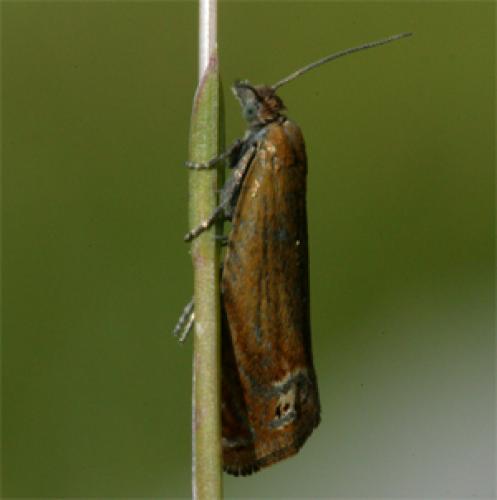 Lathronympha strigana