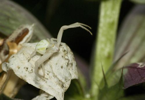 Misumena vatia