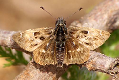 Carcharodus alceae