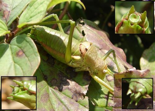 Réf. 50 550 : Uromenus rugosicollis