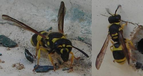 Ancistrocerus gazella