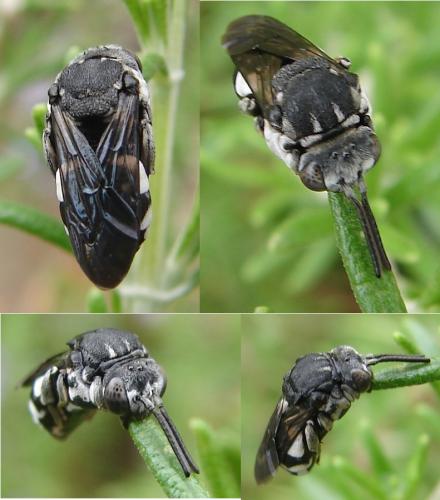 Réf. 50 438 : Epeolus fallax