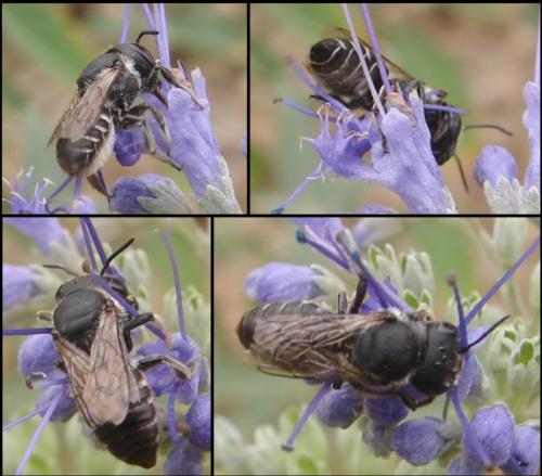 Megachile sp.