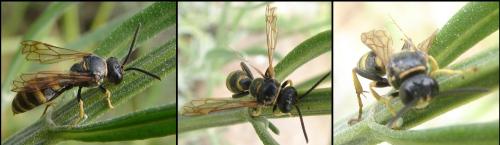 Gorytes sp.