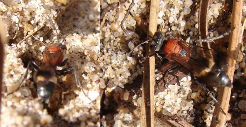Oryttus concinnus