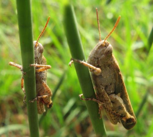 Aiolopus strepens