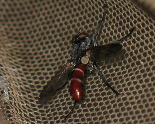 Cylindromyia bicolor