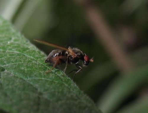 Calliopum sp.