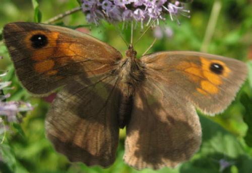 Maniola jurtina