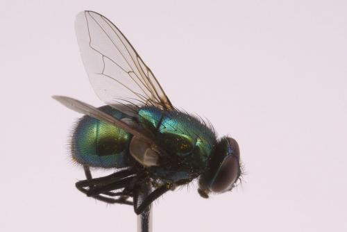 Réf. 50 373 : Neomyia viridescens