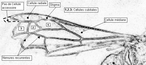Réf. 50 756 : Gorytes sp.