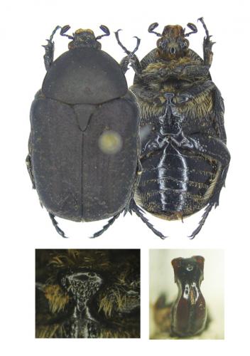 Réf. 50 267 : Netocia vidua