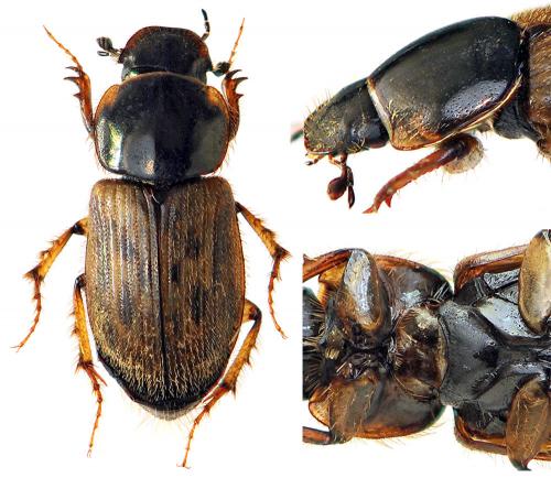 Réf. 50 332 : Nimbus contaminatus