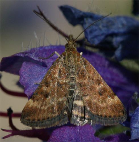 Pyrausta despicata