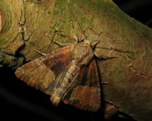 Réf. 50 272 : Mesoligia furuncula