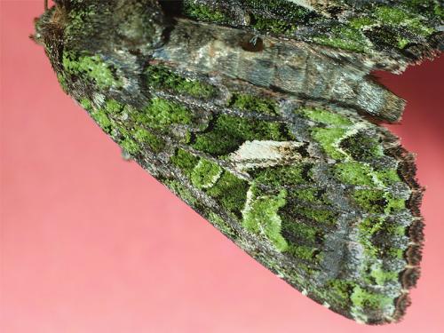 Trachea atriplicis