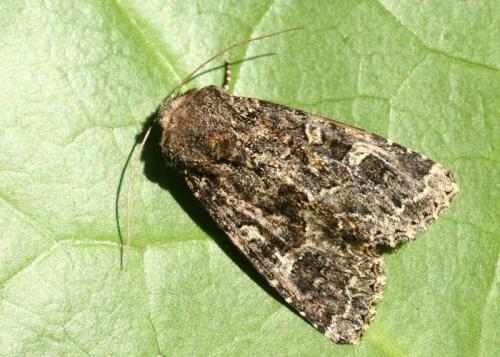 Réf. 50 156 : Apamea furva