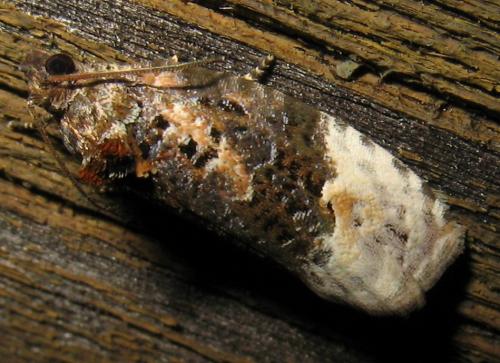Apotomis betuletana
