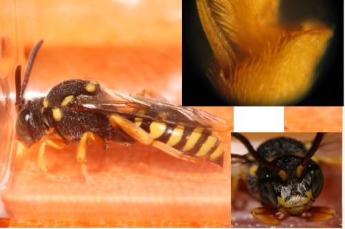 Réf. 50 297 : Nomada flavopicta