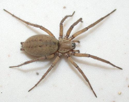 Nomisia aussereri