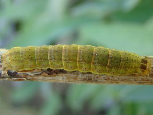 Réf. 50 508 : Ochropleura plecta