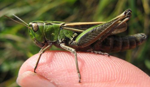 Stenobothrus lineatus lineatus